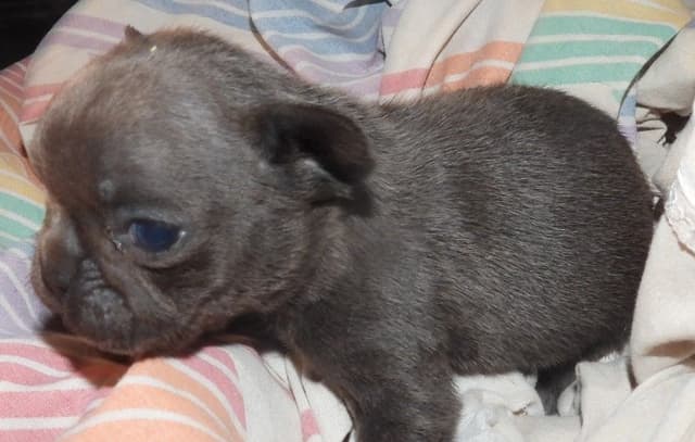 04/21/26 MINIATURE AKC FEMALE  COCOA LILAC FRENCH BULLDOG "LONDON" media 9