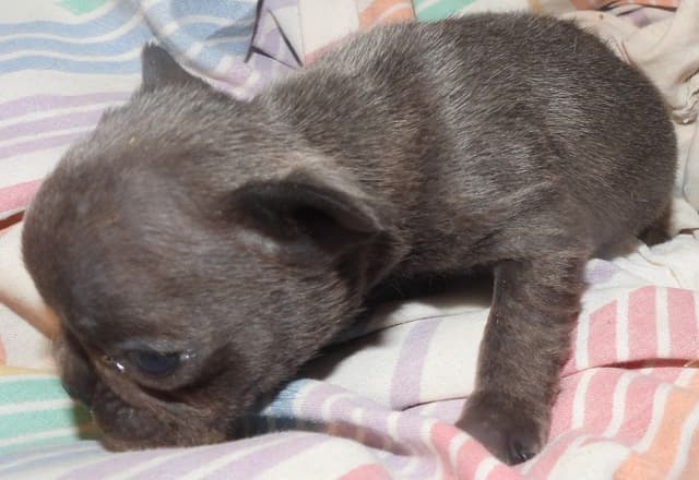 04/21/26 MINIATURE AKC FEMALE  COCOA LILAC FRENCH BULLDOG "LONDON" media 10