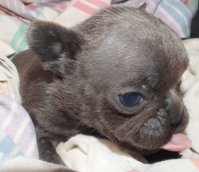 04/21/26 MINIATURE AKC FEMALE  COCOA LILAC FRENCH BULLDOG "LONDON" media 13