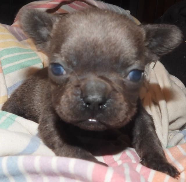 04/21/26 MINIATURE AKC FEMALE  COCOA LILAC FRENCH BULLDOG "LONDON" media 12