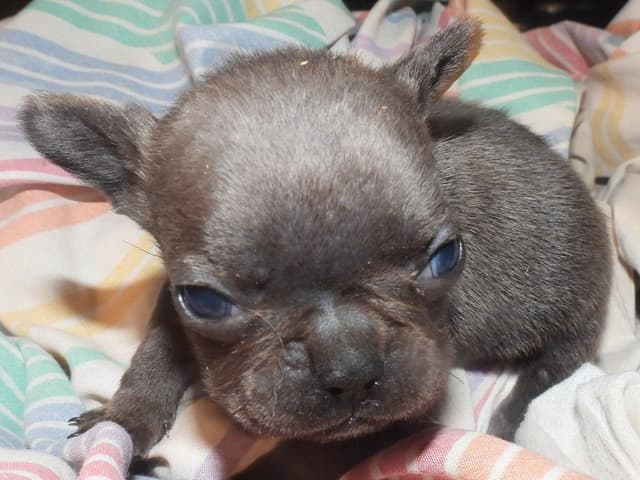 04/21/26 MINIATURE AKC FEMALE  COCOA LILAC FRENCH BULLDOG "LONDON" media 14