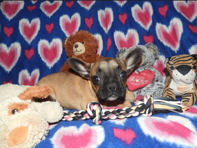 As Of 4/21/26 1 Girl Left CALL NOW BEFORE SHE IS TAKEN 603-487-3573!! media 6