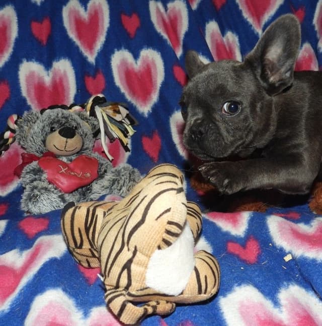 04/21/26 MINIATURE AKC FEMALE  COCOA LILAC FRENCH BULLDOG "LONDON" media 3