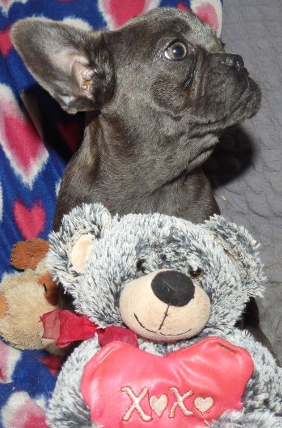 04/21/26 MINIATURE AKC FEMALE  COCOA LILAC FRENCH BULLDOG "LONDON" media 15