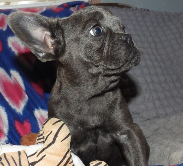 04/21/26 MINIATURE AKC FEMALE  COCOA LILAC FRENCH BULLDOG "LONDON" media 16