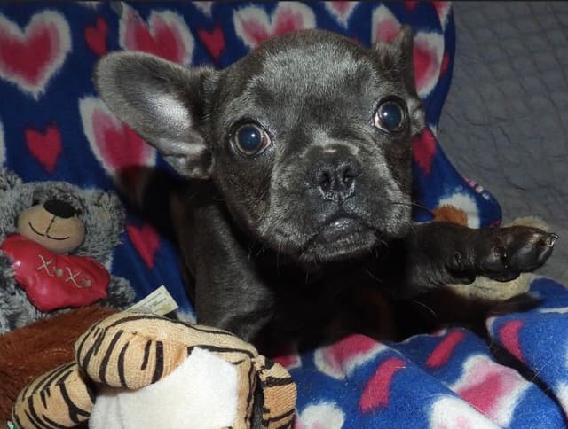 04/21/26 MINIATURE AKC FEMALE  COCOA LILAC FRENCH BULLDOG "LONDON" media 2