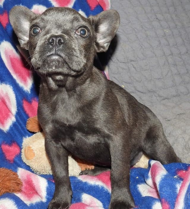 04/21/26 MINIATURE AKC FEMALE  COCOA LILAC FRENCH BULLDOG "LONDON" media 4
