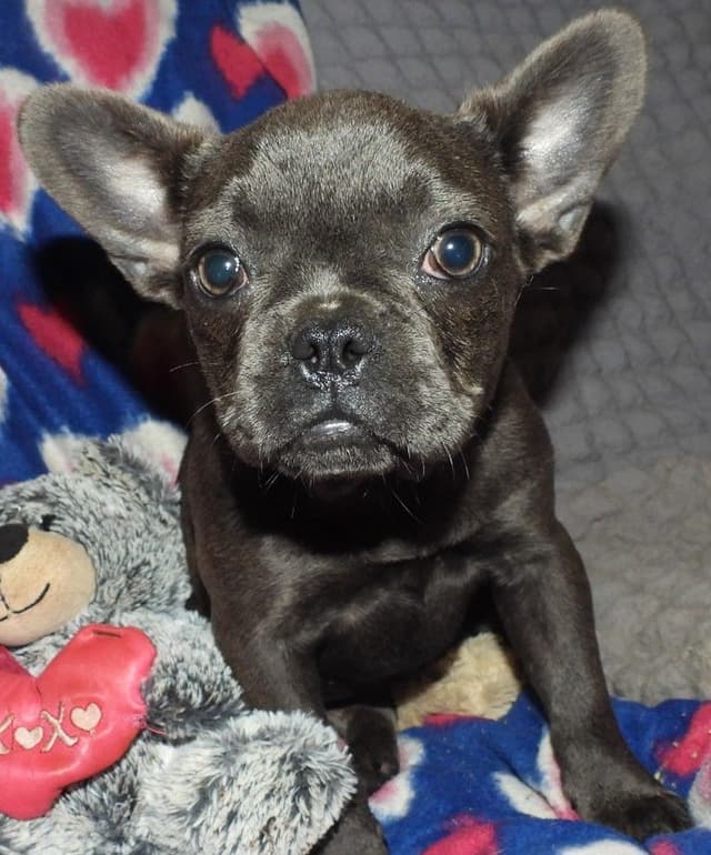 04/21/26 MINIATURE AKC FEMALE  COCOA LILAC FRENCH BULLDOG "LONDON" media 19
