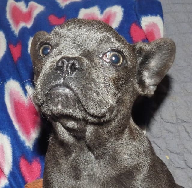 04/21/26 MINIATURE AKC FEMALE  COCOA LILAC FRENCH BULLDOG "LONDON" media 18