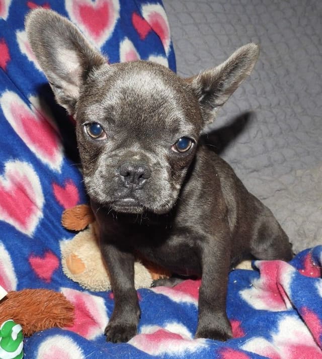04/21/26 MINIATURE AKC FEMALE  COCOA LILAC FRENCH BULLDOG "LONDON" media 20