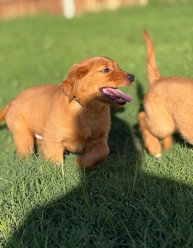 FORT WORTH AKC Golden Retriever Puppies media 2