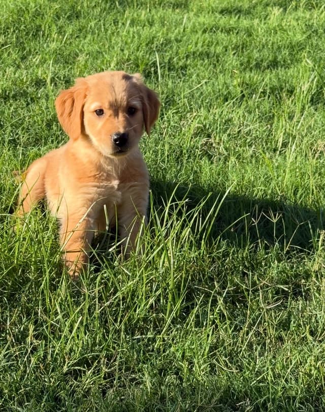 FORT WORTH AKC Golden Retriever Puppies media 3