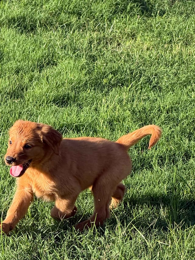FORT WORTH AKC Golden Retriever Puppies media 4