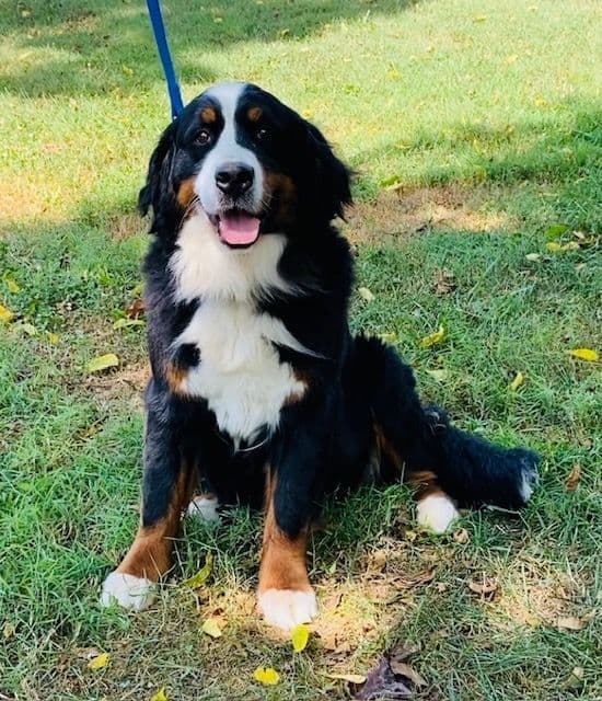 Bernese Mountain Dog Puppies media 2