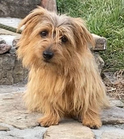 Norfolk Terrier Puppies media 2