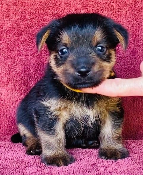 Norfolk Terrier Puppies media 4