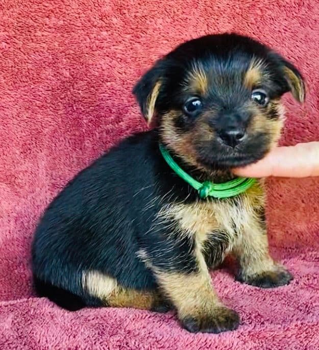 Norfolk Terrier Puppies media 5