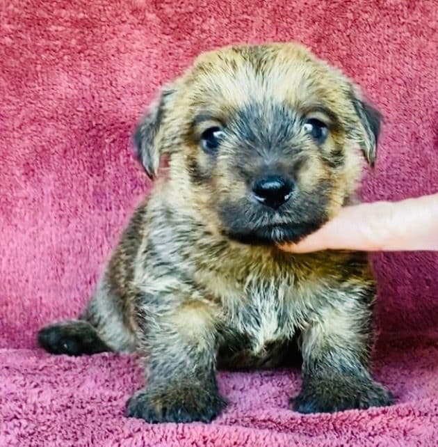 Norfolk Terrier Puppies media 6