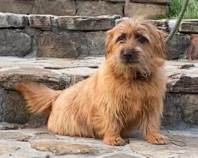 Norfolk Terrier Puppies media 2