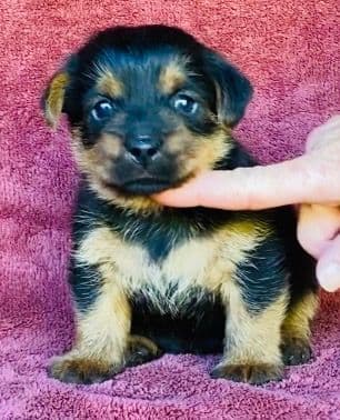 Norfolk Terrier Puppies media 3
