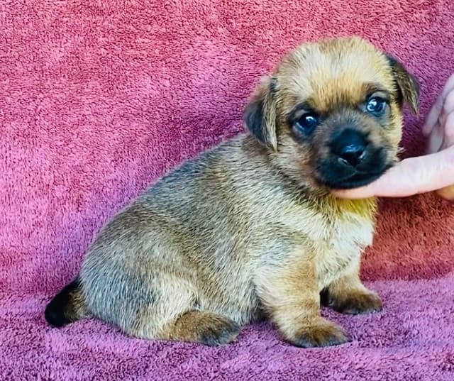 Norfolk Terrier Puppies media 4