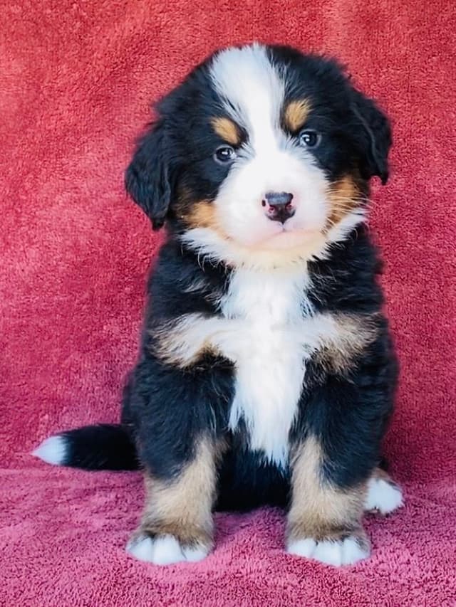 Bernese Mountain Dog Puppies media 4