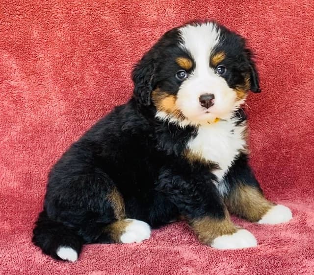 Bernese Mountain Dog Puppies media 5