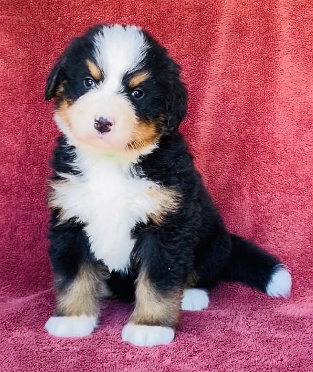 Bernese Mountain Dog Puppies media 6
