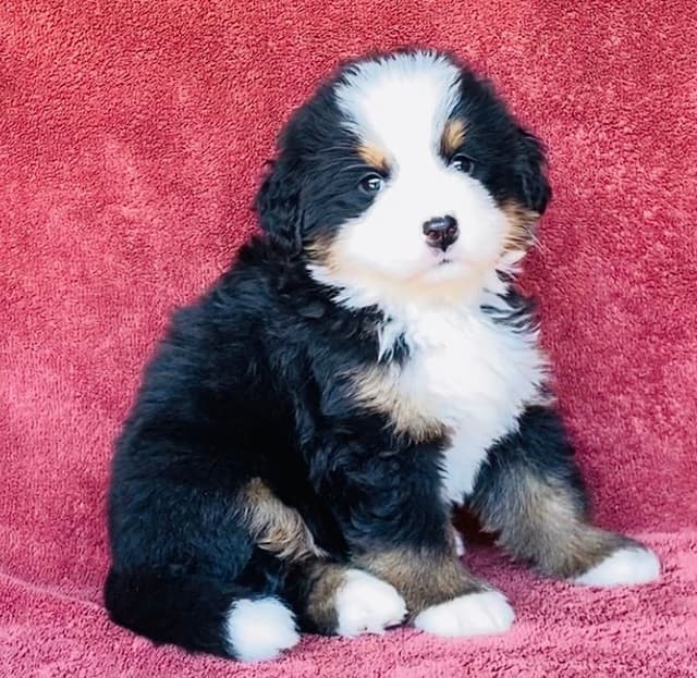 Bernese Mountain Dog Puppies media 7