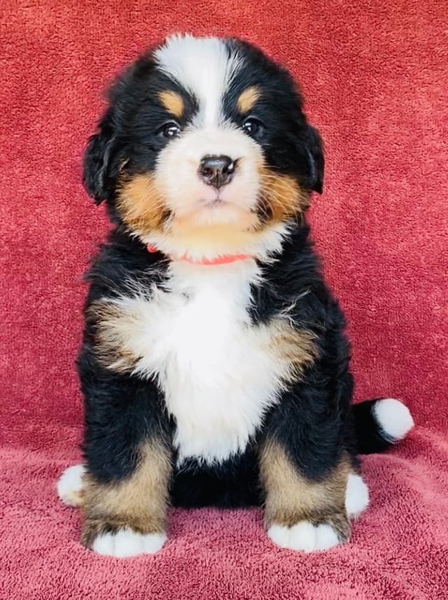 Bernese Mountain Dog Puppies media 8