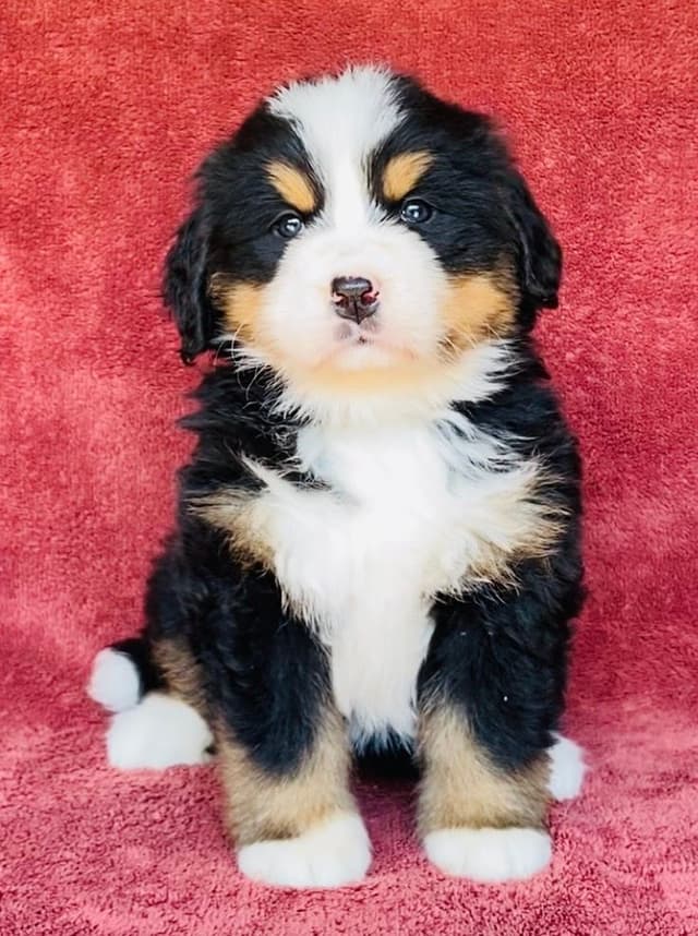 Bernese Mountain Dog Puppies media 10