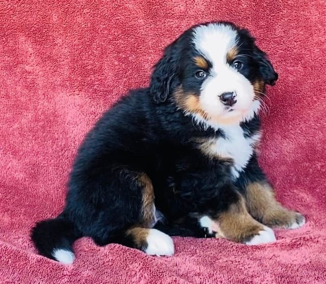 Bernese Mountain Dog Puppies media 11