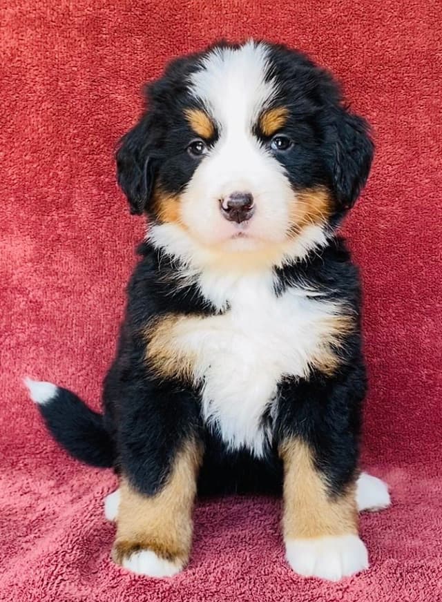 Bernese Mountain Dog Puppies media 12