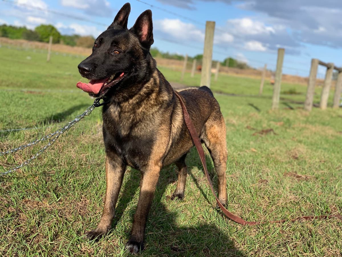 Belgian Malinois Puppies breeder image 1