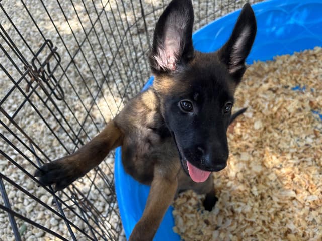 Belgian Malinois Puppies media 6