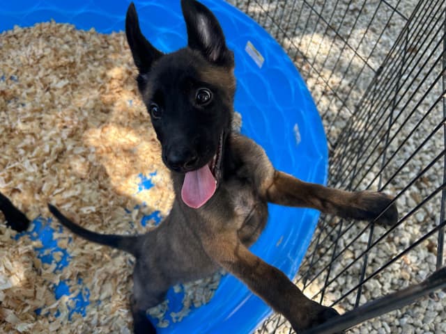 Belgian Malinois Puppies media 5