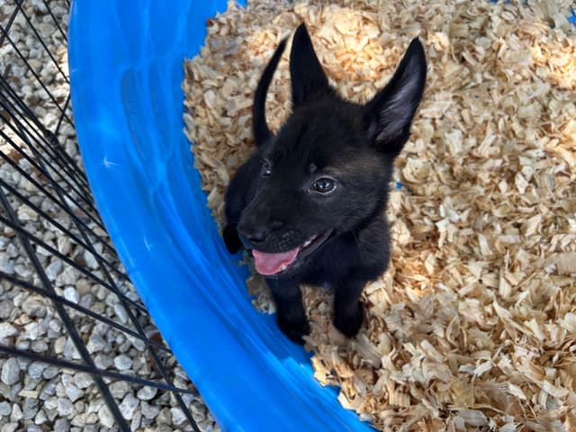 Belgian Malinois Puppies media 2