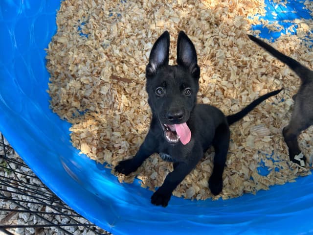 Belgian Malinois Puppies media 3