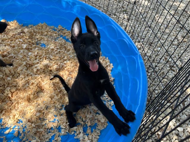 Belgian Malinois Puppies media 4