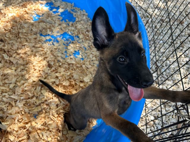 Belgian Malinois Puppies media 7