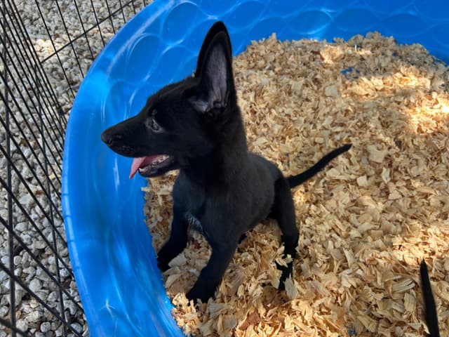 Belgian Malinois Puppies media 12