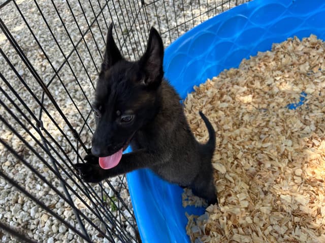 Belgian Malinois Puppies media 8