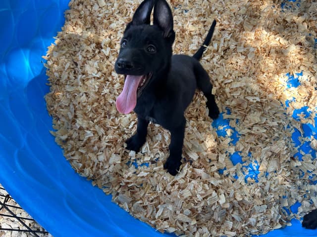 Belgian Malinois Puppies media 11