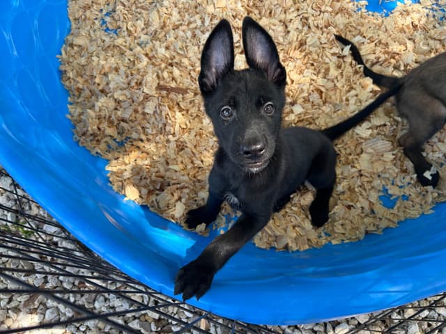 Belgian Malinois Puppies media 9