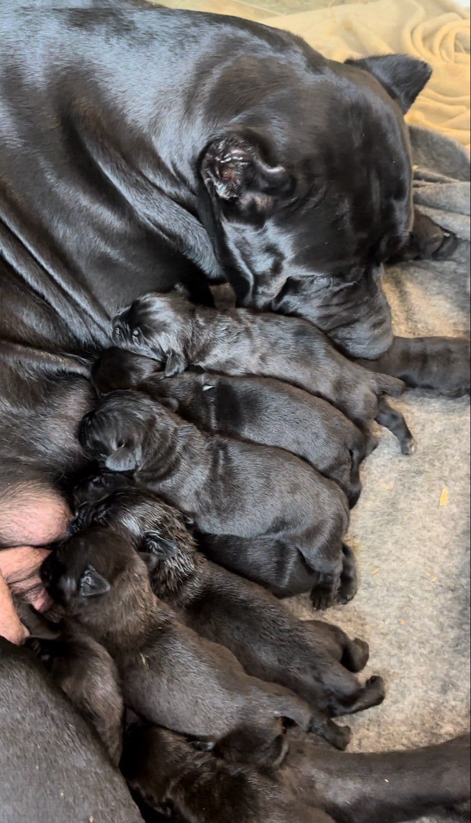 FrenchPups Searching for new Homs breeder image 4