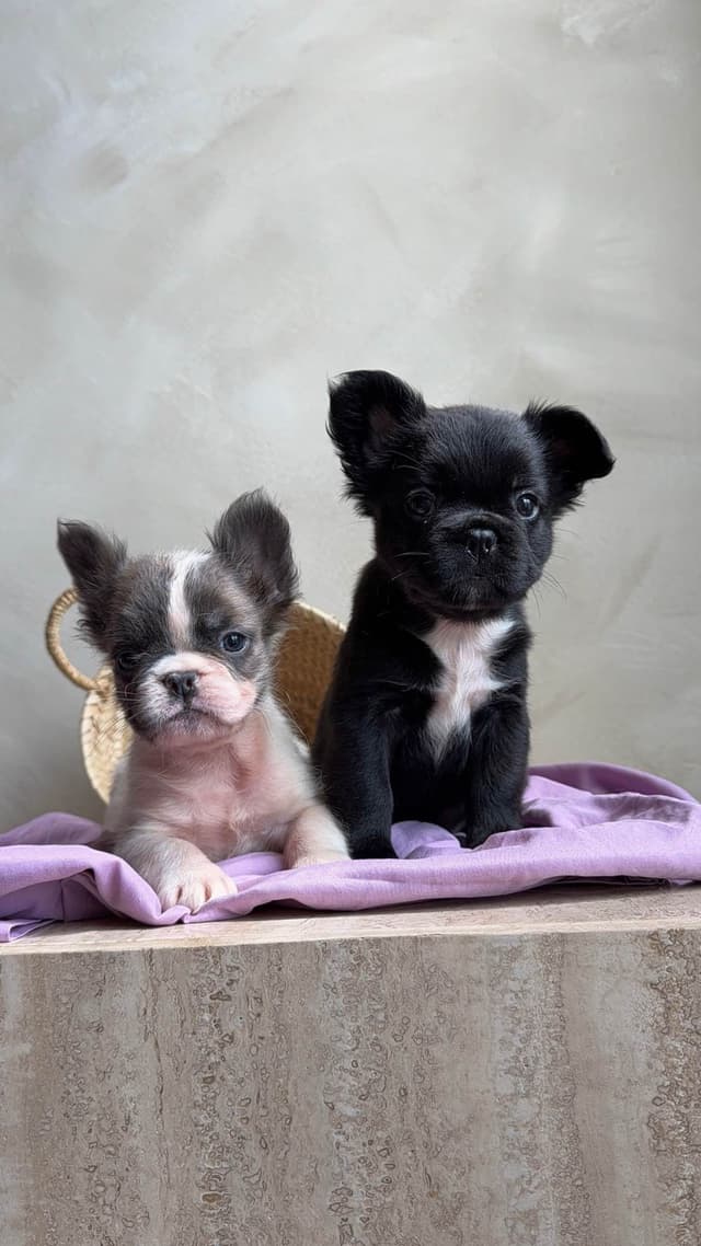FrenchPups Searching for new Homs media 2