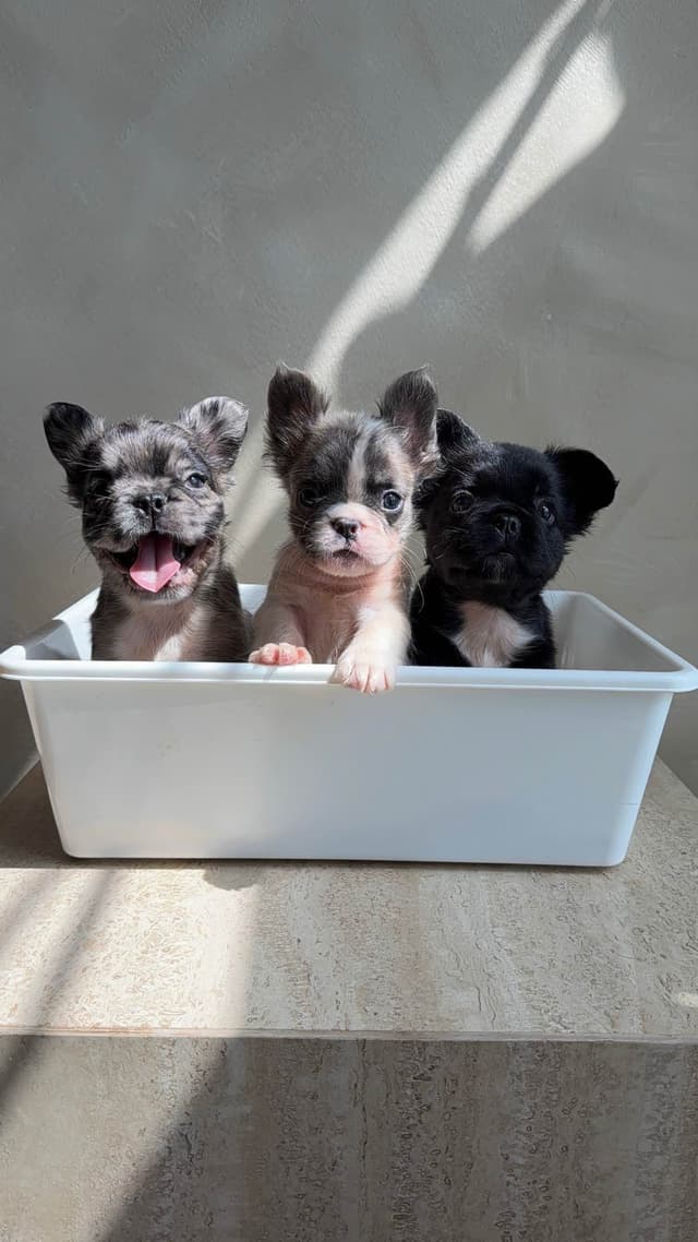 FrenchPups Searching for new Homs media 4