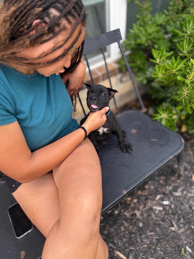 Corso  Puppies media 3