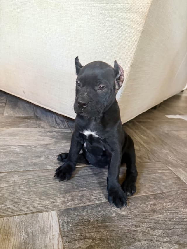 Corso  Puppies media 4