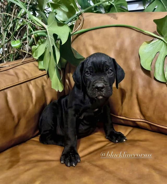 Corso  Puppies media 5